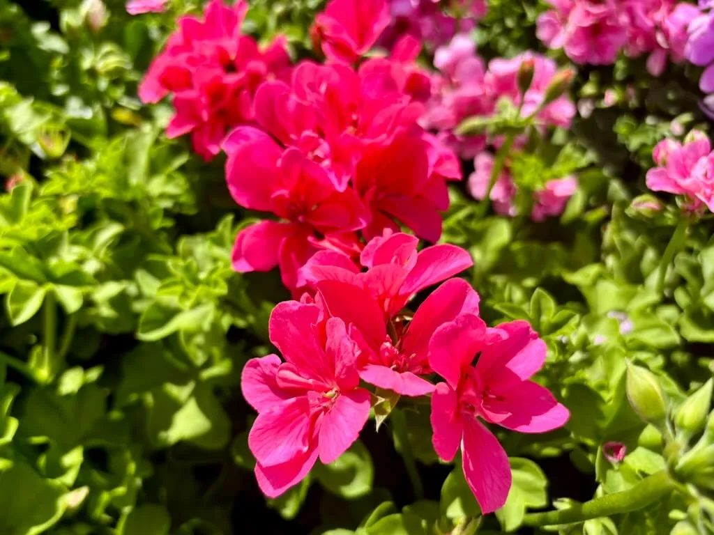 Precision™ Pink Flamingo Ivy Geranium