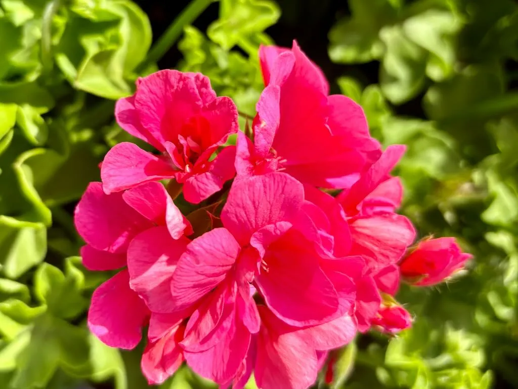 Precision™ Pink Flamingo Ivy Geranium