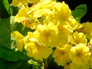Primula 'Crescendo® Yellow'