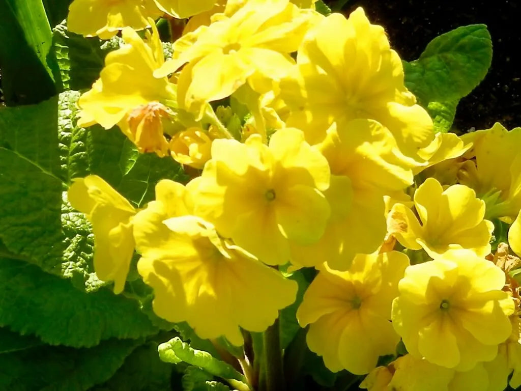 Primula 'Crescendo® Yellow'