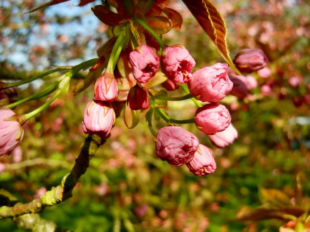 Prunus 'Kanzan'