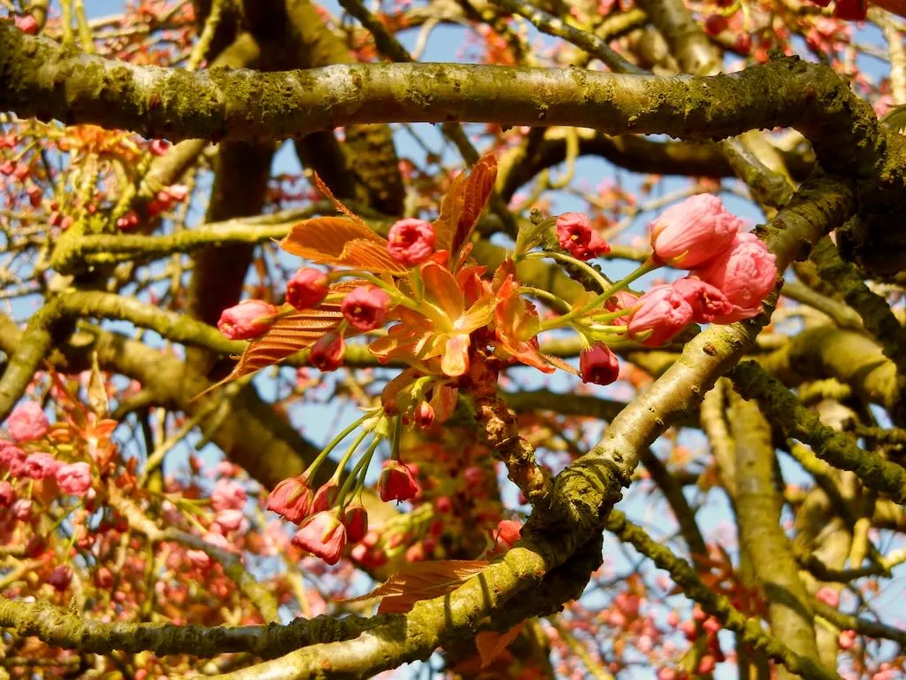 Prunus'Kanzan'