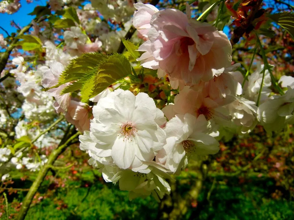 Prunus 'Matsumae-hakuho'