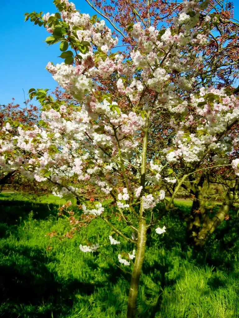 Prunus 'Matsumae-hakuho'