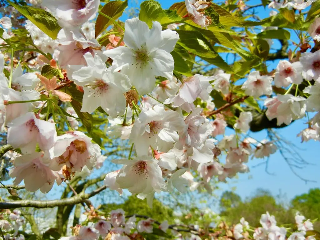 Prunus 'Matsumae-shizuka'