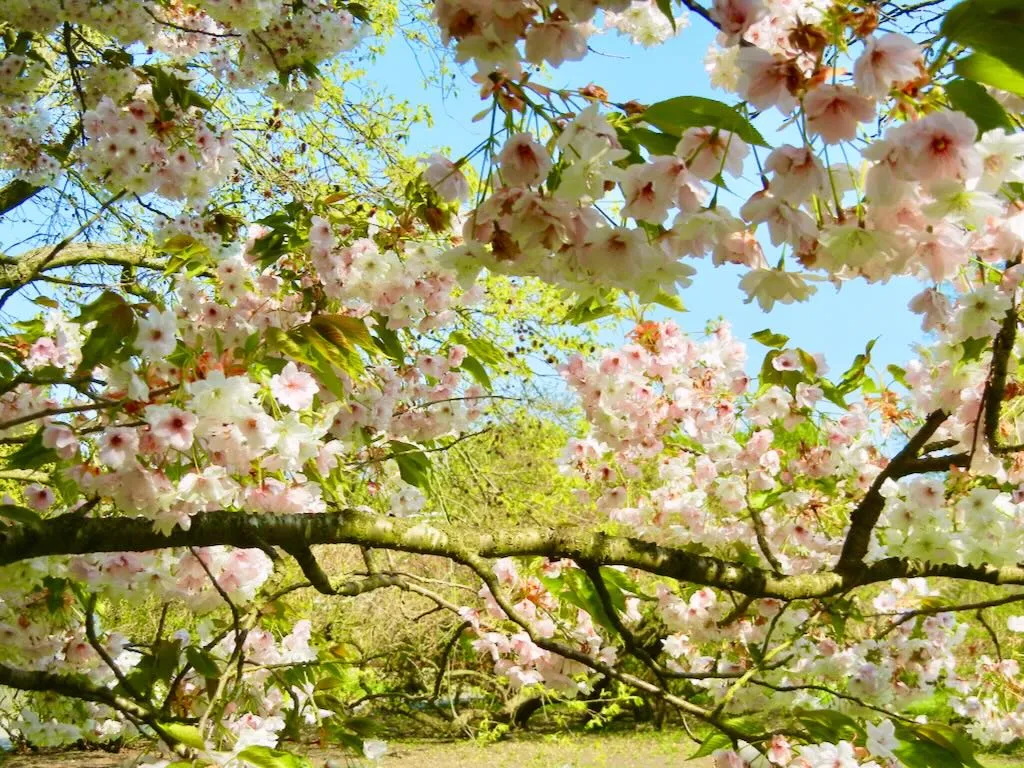Prunus'Matsumae-shizuka'