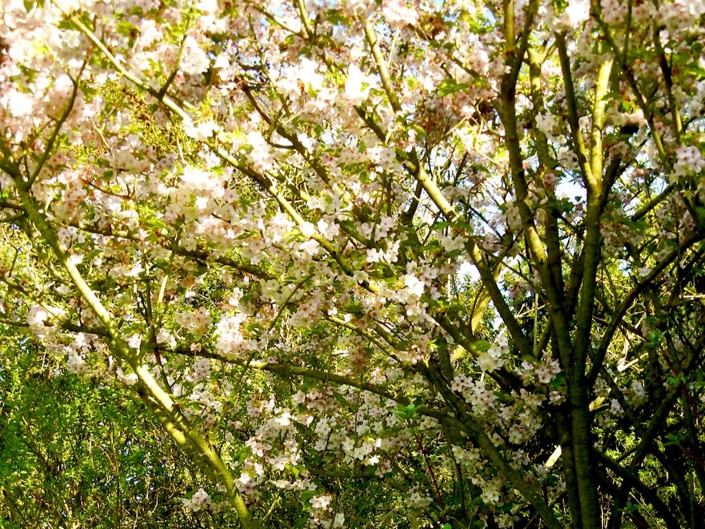 Prunus'Mikuruma-gaeshi'