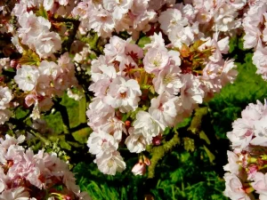 Prunus 'Takasago'