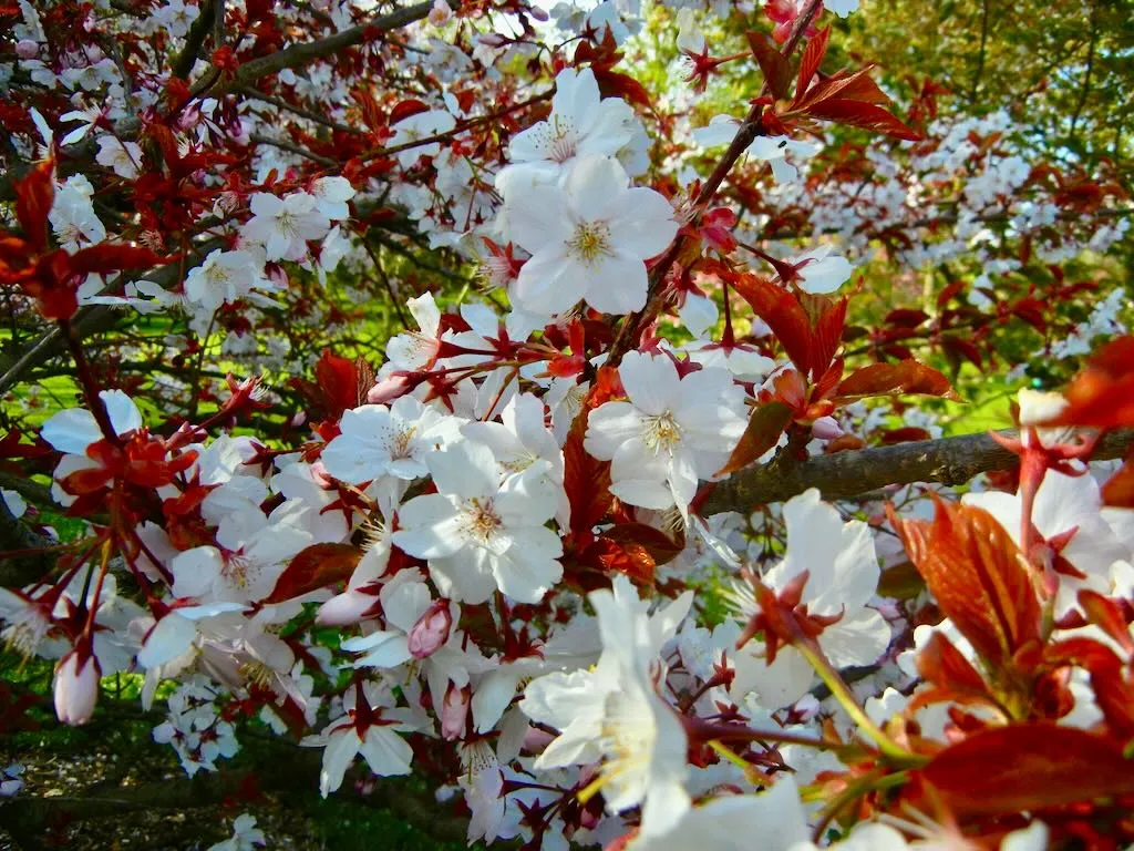 Prunus Taoyoma Zakura_result - Online Flower Garden Prunus'Taoyoma Zakura'