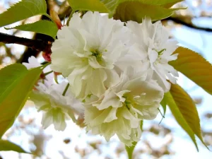 Prunus lannesiana 'Shiogama'
