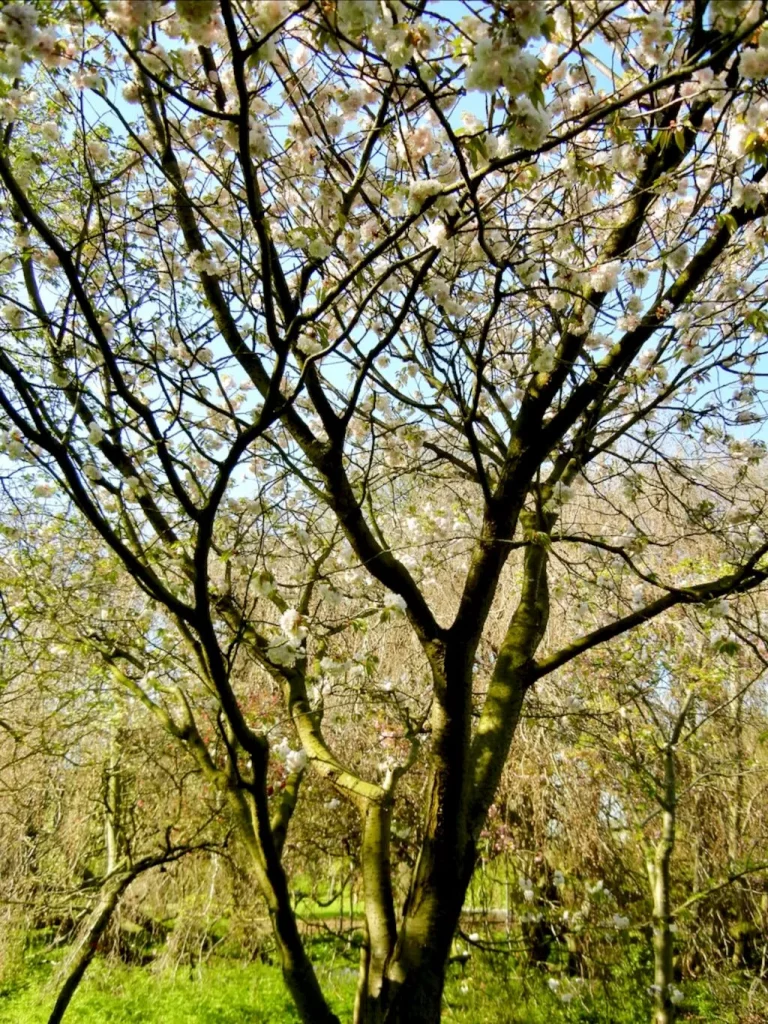 Prunus lannesiana'Shiogama'