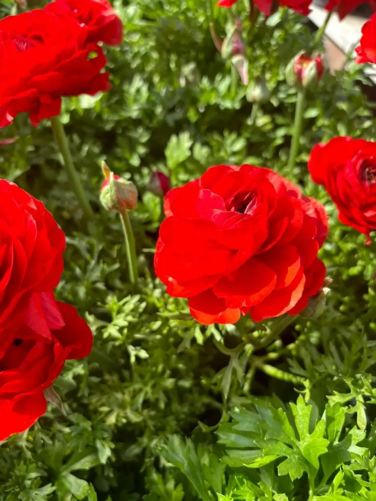 Ranunculus Mache Red-1_result - Online Flower Garden Ranunculus'Maché Red'