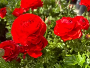 Ranunculus 'Maché Red'
