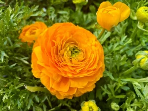 Ranunculus 'Maché Yellow'
