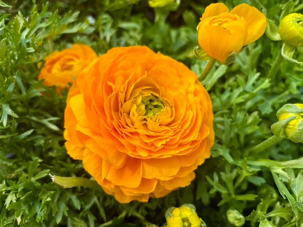 Ranunculus Mache Yellow-1_result - Online Flower Garden Ranunculus 'Maché Yellow'