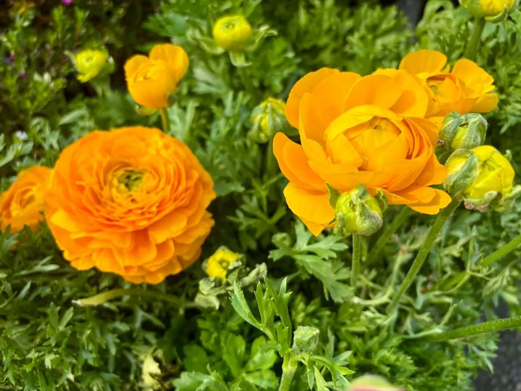 Ranunculus Mache Yellow_result - Online Flower Garden Ranunculus'Maché Yellow'