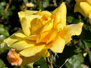 Rosa 'Gold Glow' or Gold Glow Rose