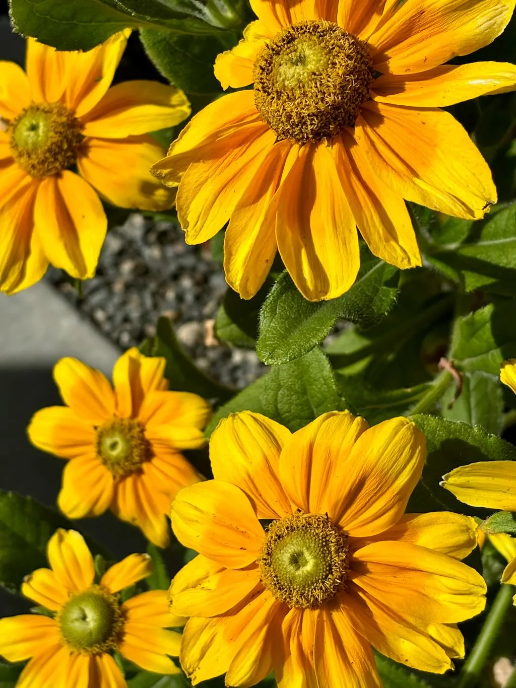 Rudbeckia Prairie Sun-1_result - Online Flower Garden Rudbeckia'Prairie Sun'