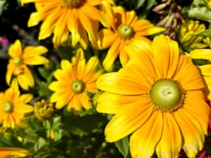 Rudbeckia 'Prairie Sun'