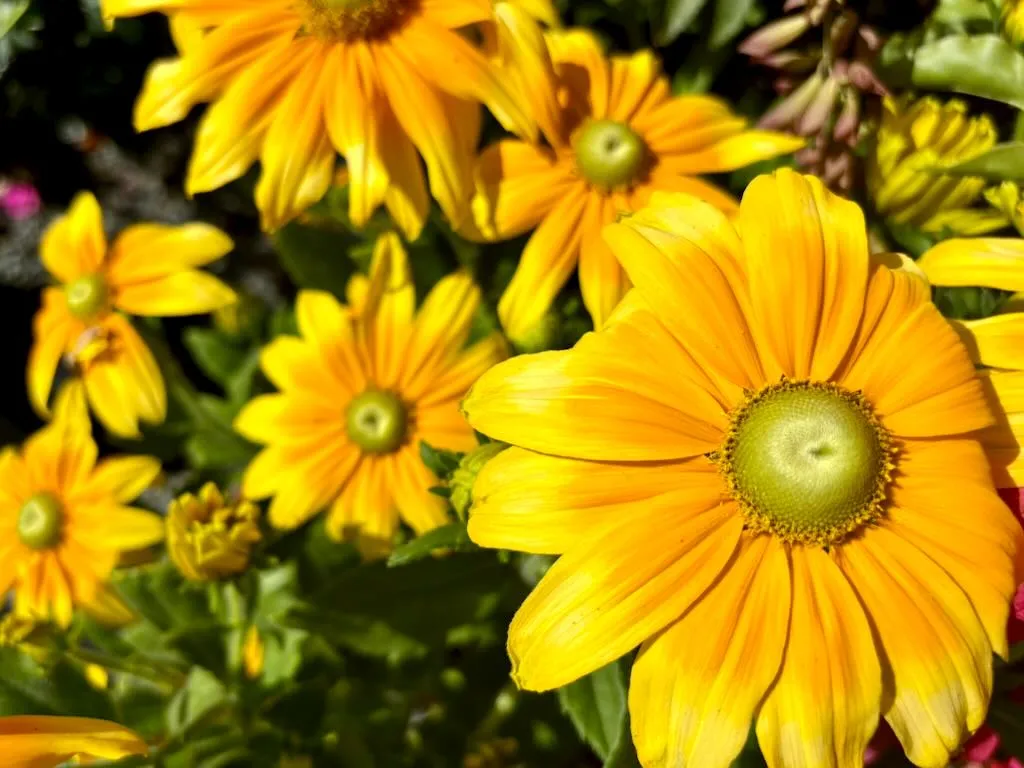 Rudbeckia Prairie Sun_result - Online Flower Garden Rudbeckia 'Prairie Sun'
