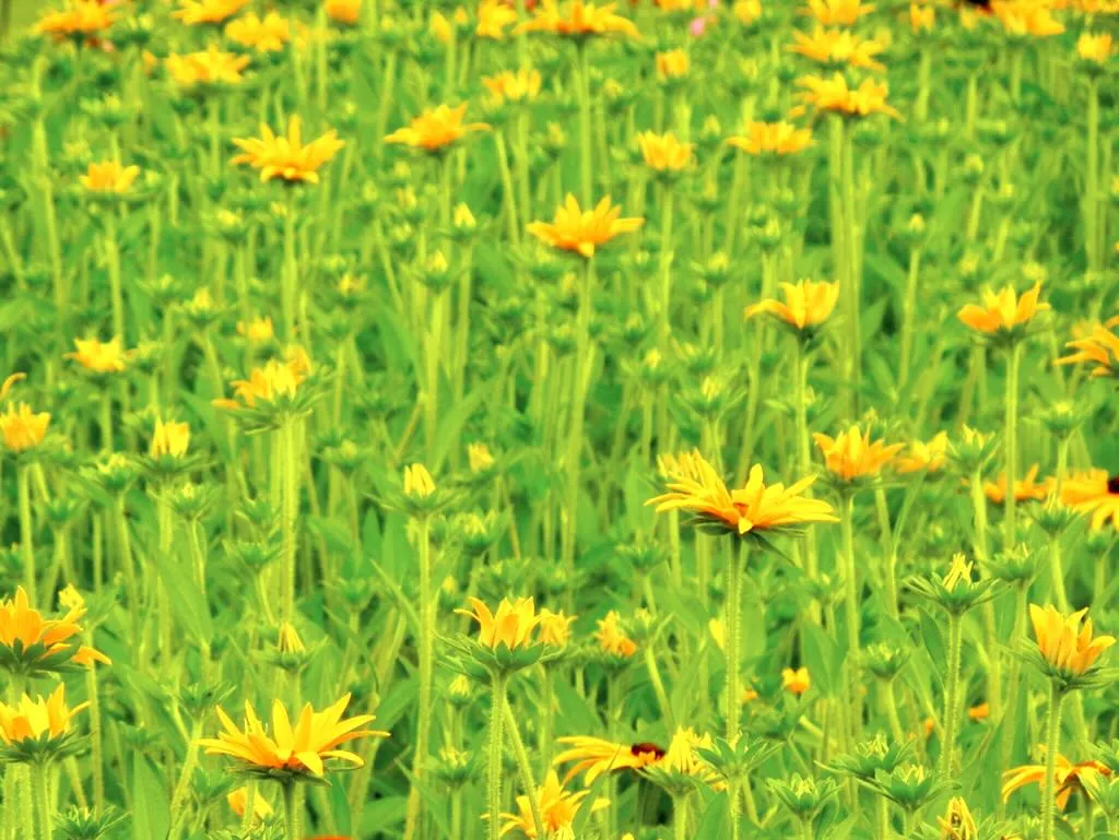 Rudbeckia fulgida var deamii-1_result - Online Flower Garden Rudbeckia fulgida var. deamii