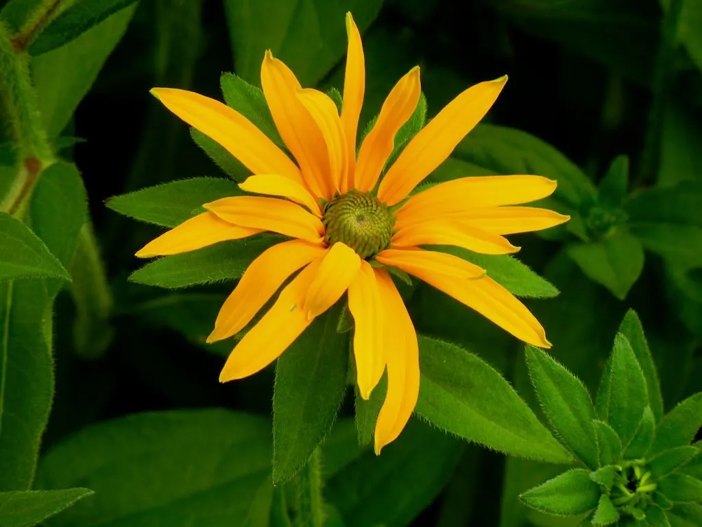 Rudbeckia fulgida var deamii_result - Online Flower Garden Rudbeckia fulgida var. deamii
