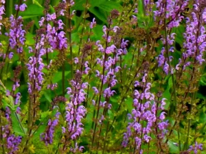 Salvia 'Serenade'