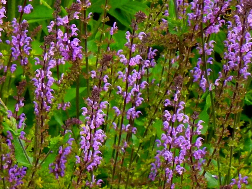 Salvia Serenade-1_result - Online Flower Garden Salvia 'Serenade'