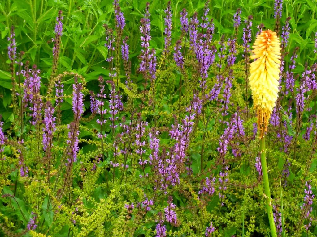 Salvia Serenade_result - Online Flower Garden Salvia'Serenade'