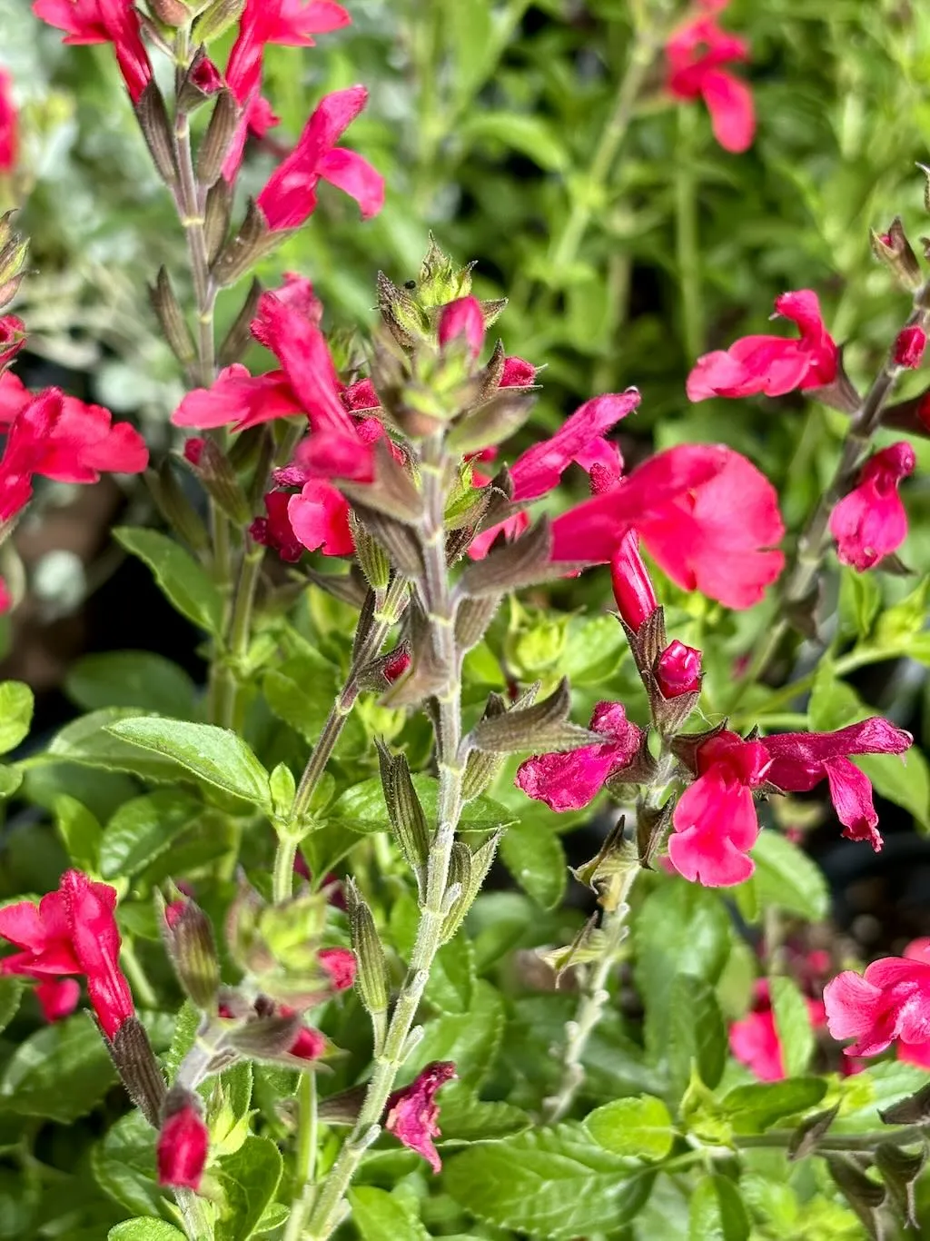 Salvia greggii Radio Red-1_result - Online Flower Garden Salvia greggii'Radio Red'