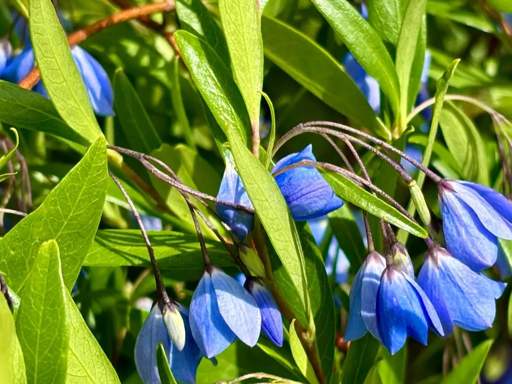 Sollya Monterey Bay Sapphire_result - Online Flower Garden Sollya 'Monterey Bay Sapphire'