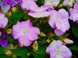 SunPatiens® 'Vigorous Orchid'