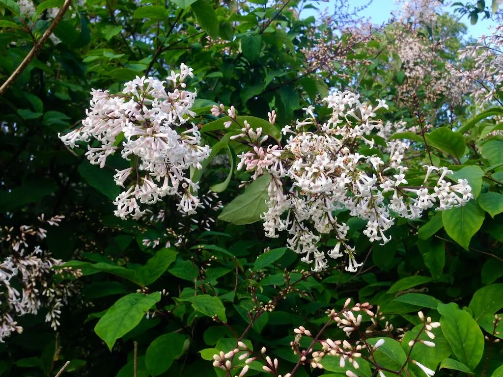 Syringa persica 'Alba'