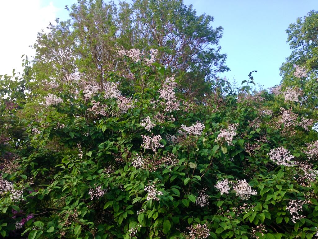 Syringa persica'Alba'