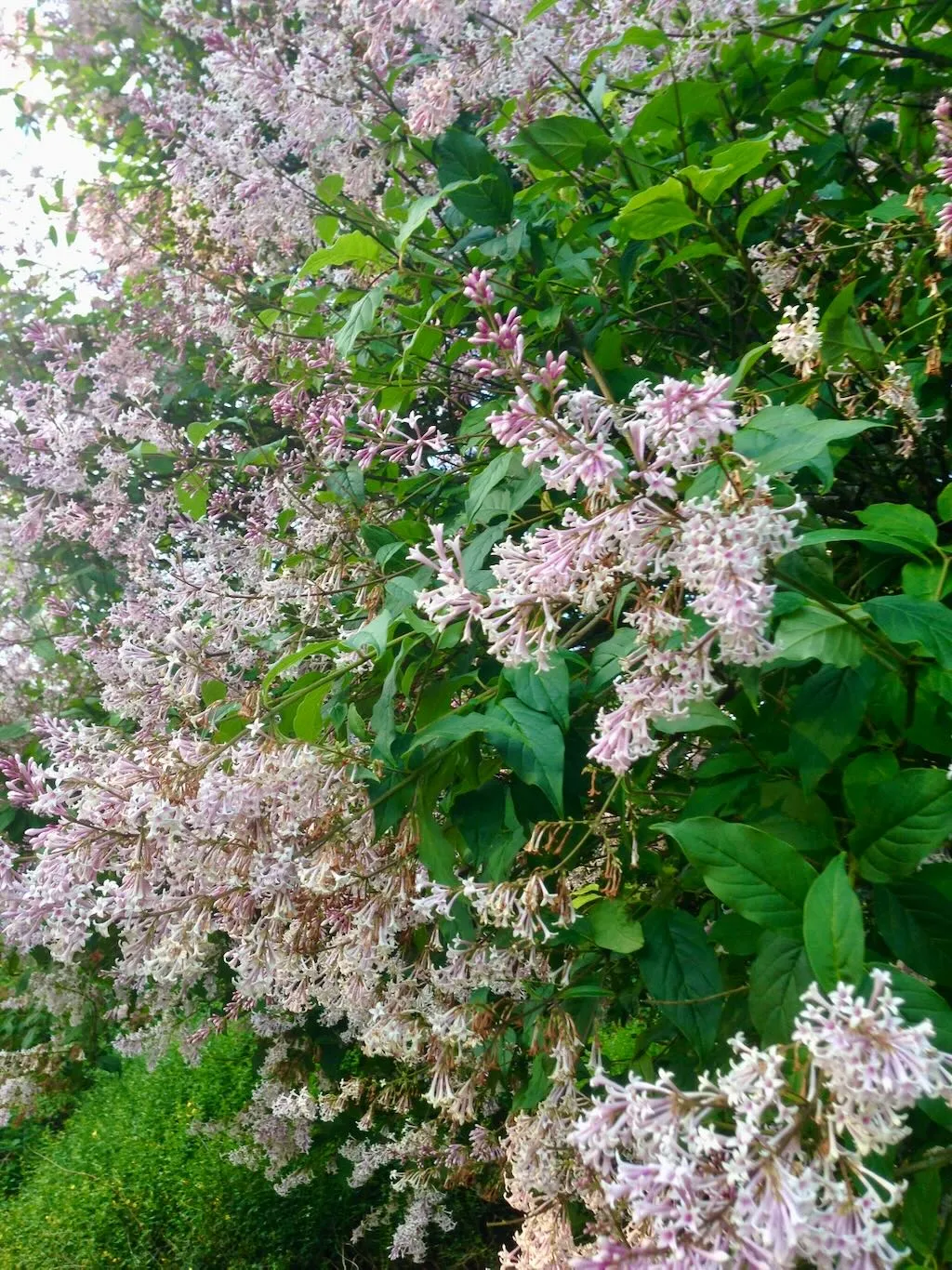 Syringa villosa or Late Lilac-2_result - Online Flower Garden Syringa villosa or Late Lilac-1_result
