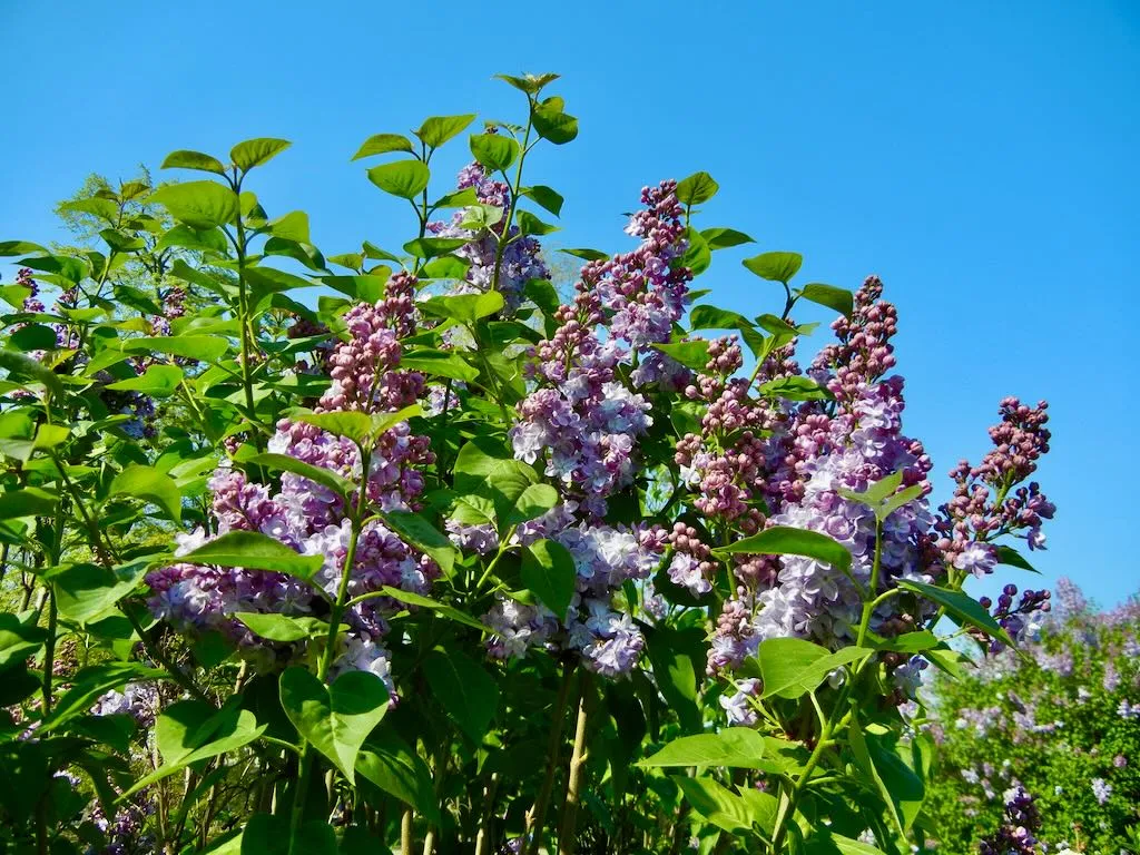 Syringa vulgaris'Burgemeester Voller'