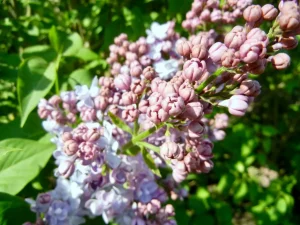 Syringa vulgaris 'Burgemeester Voller'