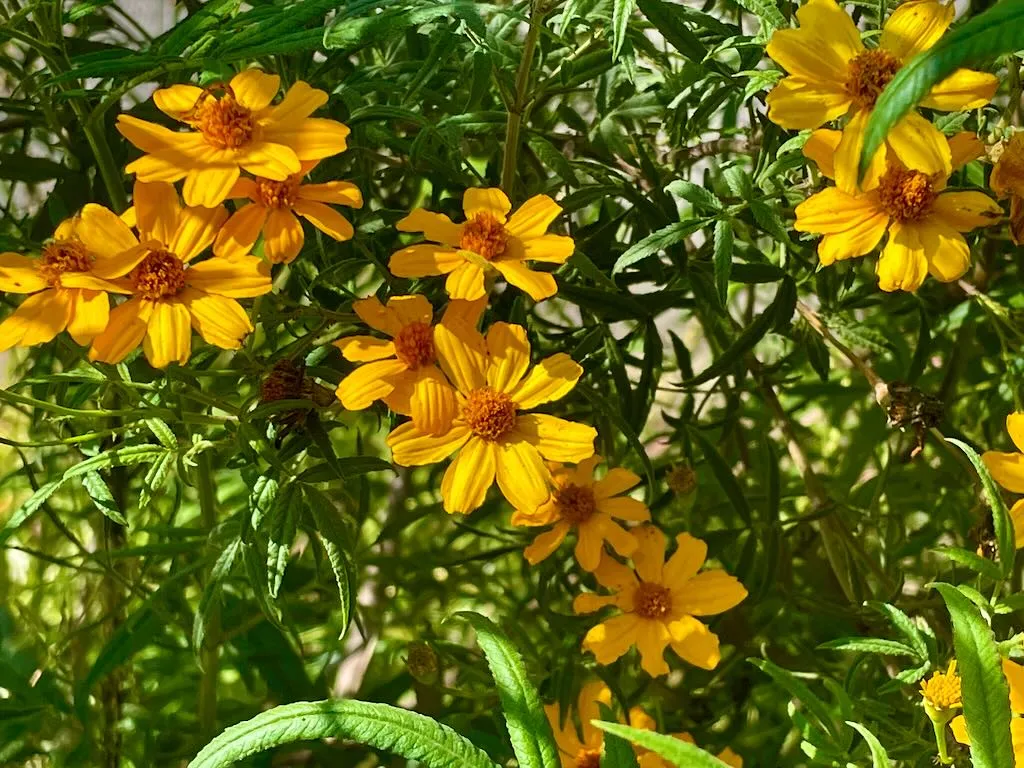 Tagetes lemmonii-1_result - Online Flower Garden Tagetes lemmonii
