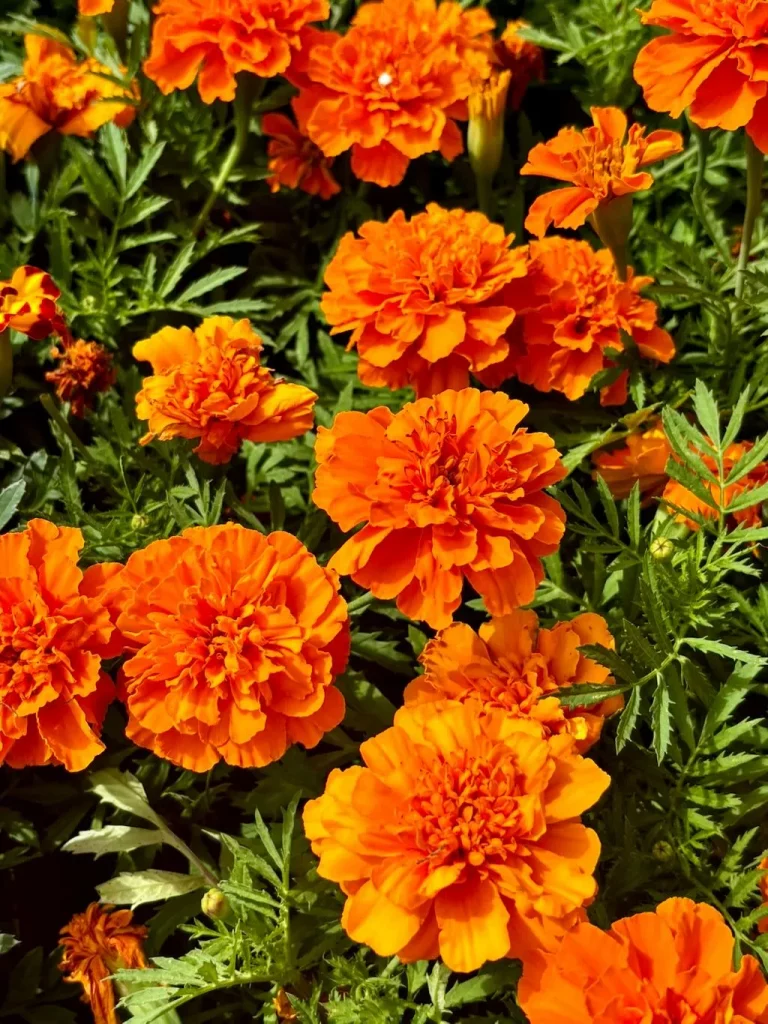 Tagetes patula Bonanza Deep Orange-1_result - Online Flower Garden Tagetes patula'Bonanza™ Deep Orange'