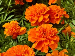 Tagetes patula 'Bonanza™ Deep Orange'