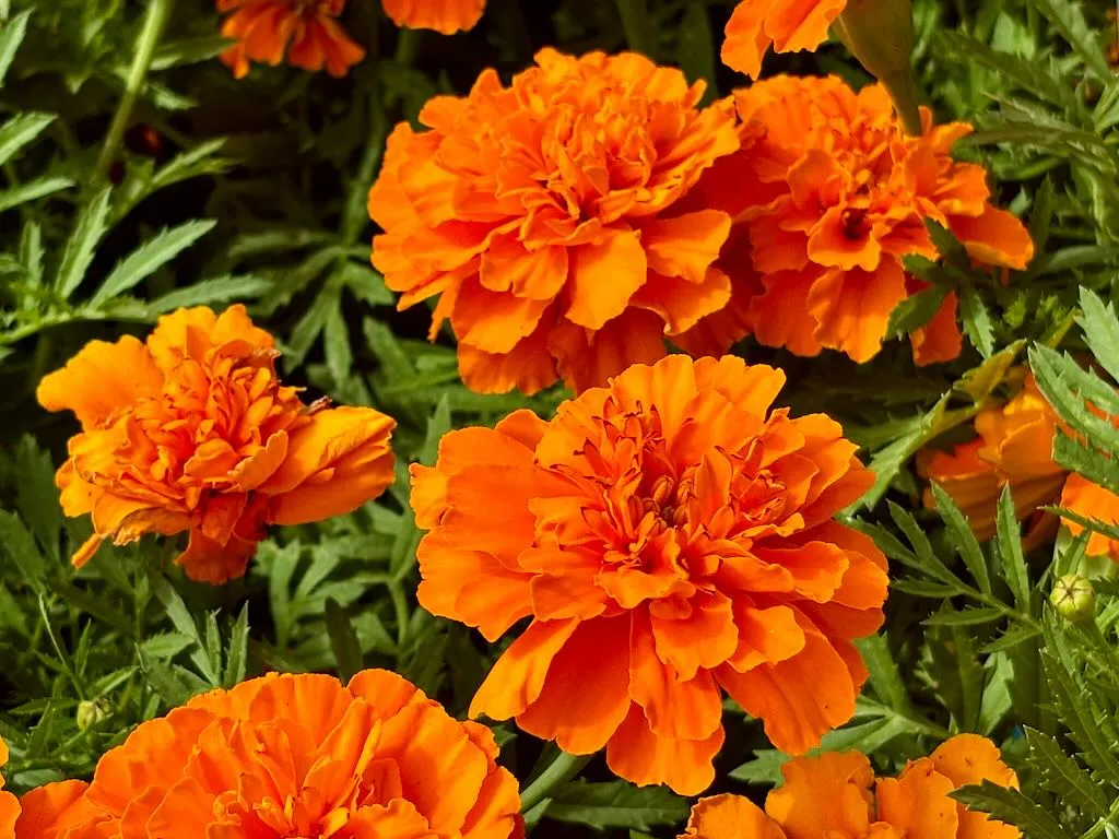 Tagetes patula Bonanza Deep Orange_result - Online Flower Garden Tagetes patula 'Bonanza™ Deep Orange'