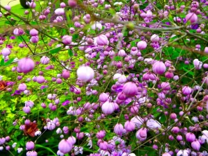 Thalictrum delavayi