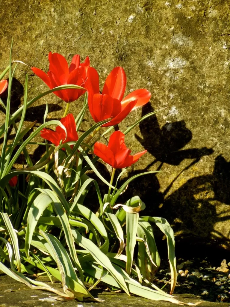 Tulipa'Montana'