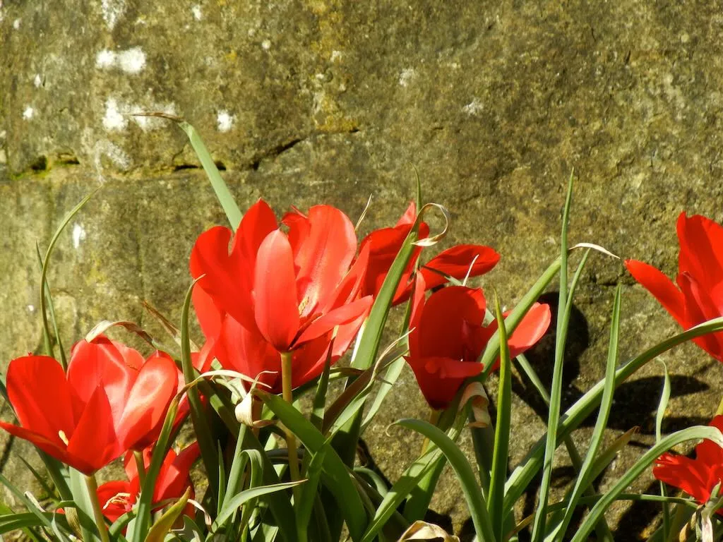 Tulipa 'Montana'