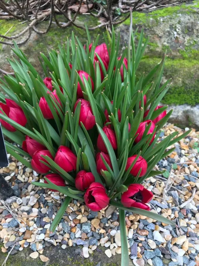 Tulipa humilis'Lilliput'
