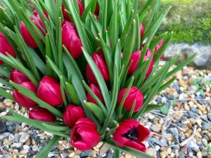 Tulipa humilis 'Lilliput'