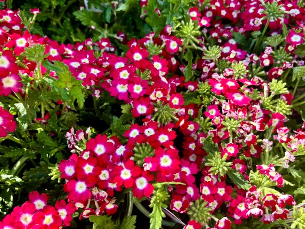 Verbena Empress Flair Cherry Charme-1_result - Online Flower Garden Verbena'Empress® Flair Cherry Charme'