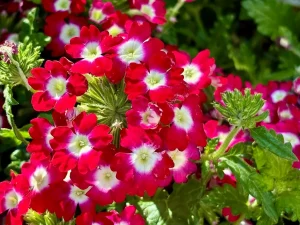 Verbena 'Empress® Flair Cherry Charme'