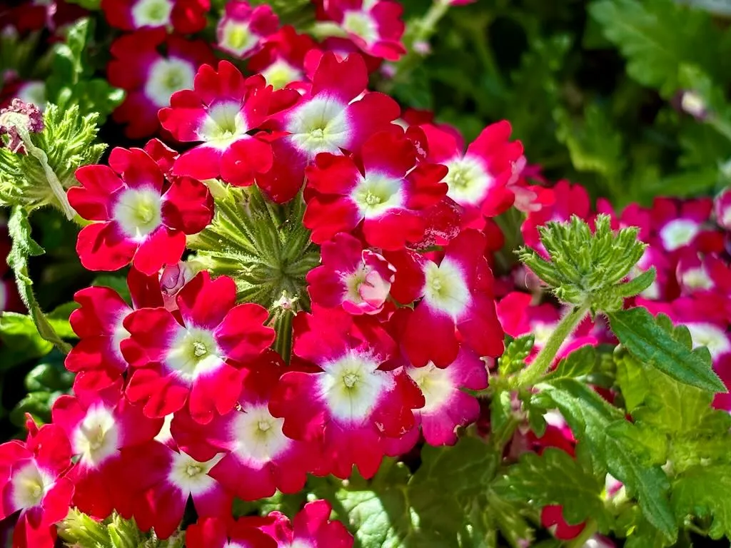 Verbena Empress Flair Cherry Charme-2_result - Online Flower Garden Verbena 'Empress® Flair Cherry Charme'