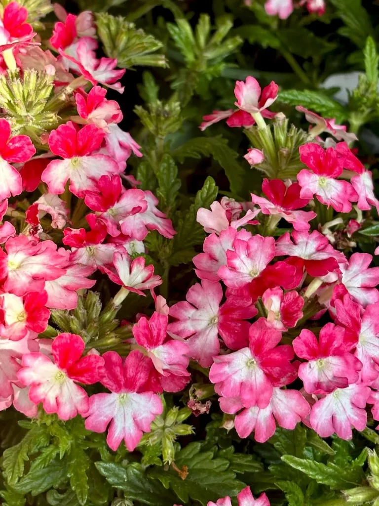 Verbena'Wicked™ Rad Red'